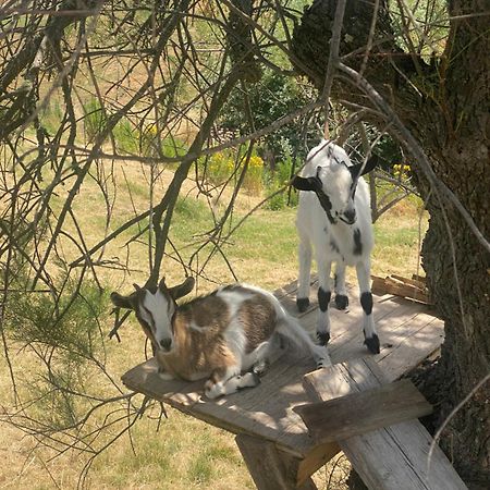 Certine Agriturismo أسكيانو المظهر الخارجي الصورة