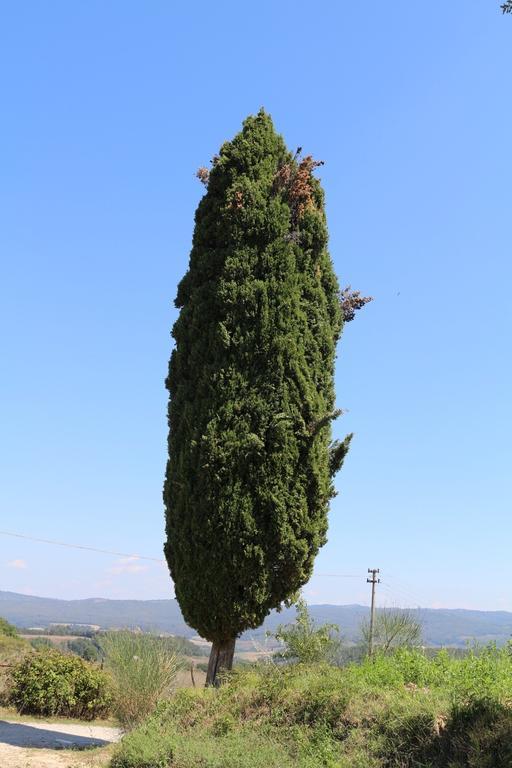 Certine Agriturismo أسكيانو المظهر الخارجي الصورة